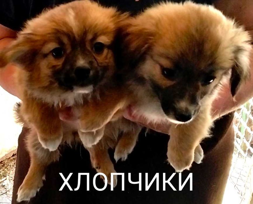 Віддам в люблячі руки