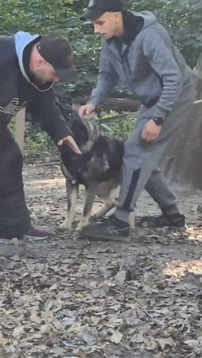 Щенки (метис) Немецкой овчарки ,служебного собаководства !!!