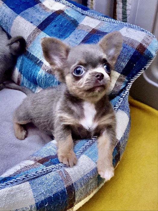 Міні дівчинка лілова шикарна маленька!