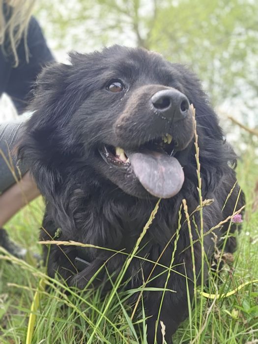 Dajra- mini Chow Chow szuka kochającego domu