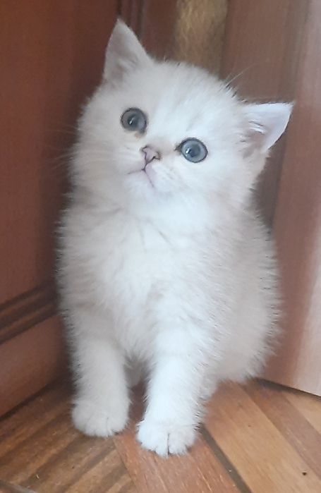 Ефектні кошенятка