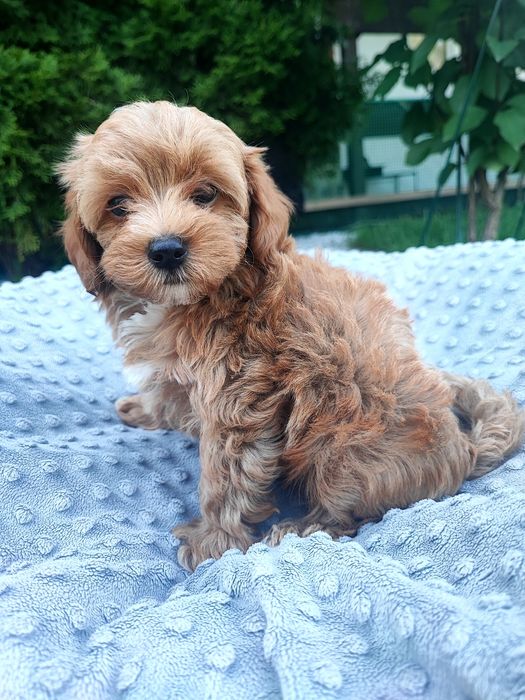 Maltipoo chłopiec xxs