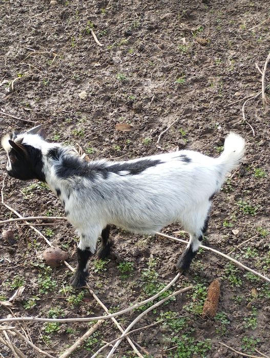 Vendo macho de cabra anão