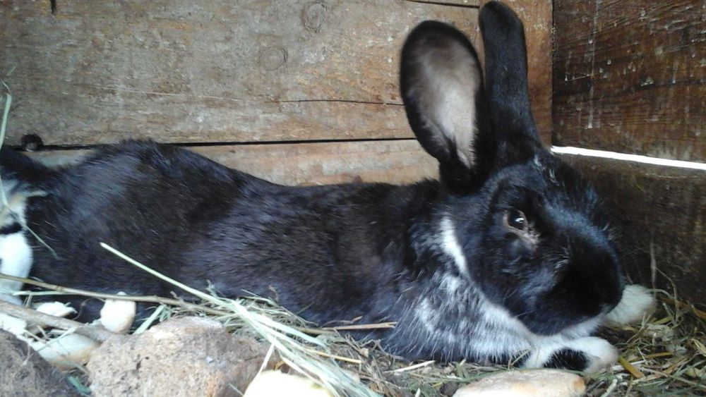 królik i zmienią dom