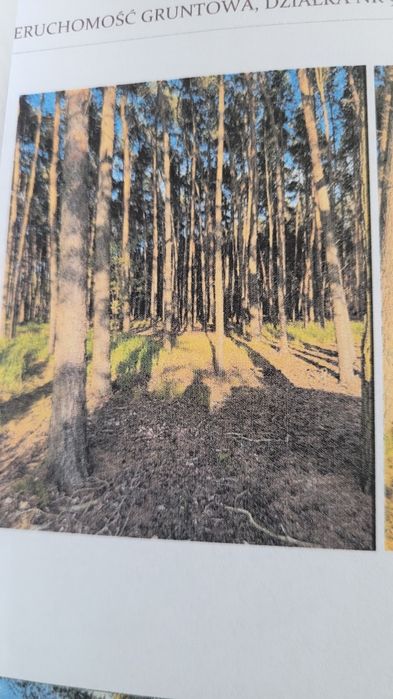 Nieruchomość leśna, las