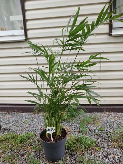 Квіти для колекціонерів.Цикас.