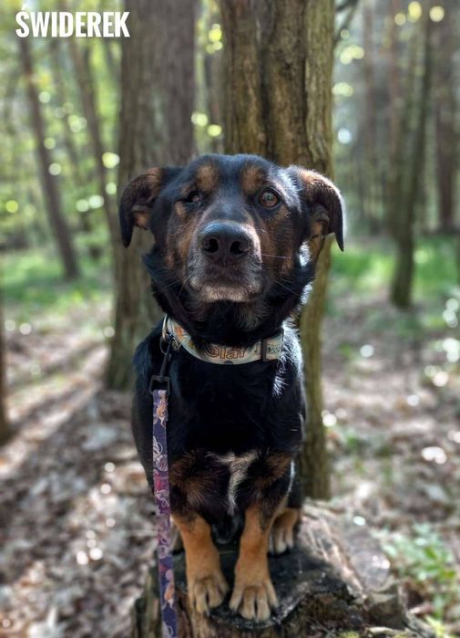 Świderek, 4 letni, 13kg, adopcja za darmo oddam