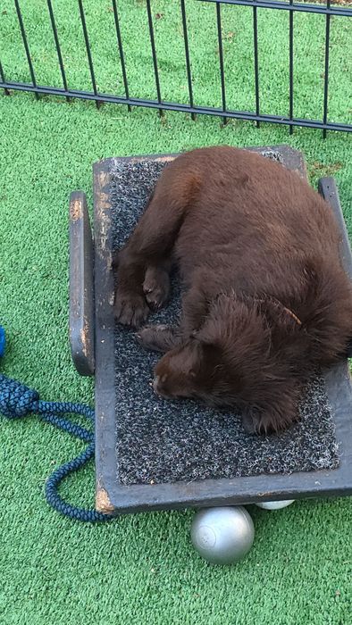 Flat Coated Retriever  suka