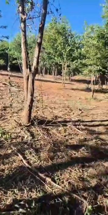 Terreno com casa em ruinas