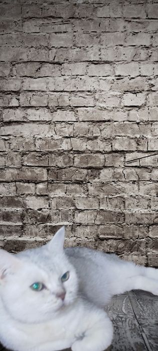 Віддам тільки в відповідалі руки