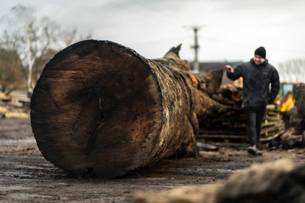 Czarny Dąb Deski Monolity Tarcica Drewno Blaty