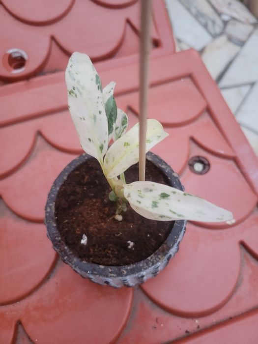 Planta Rhaphidophora puberula Variegata