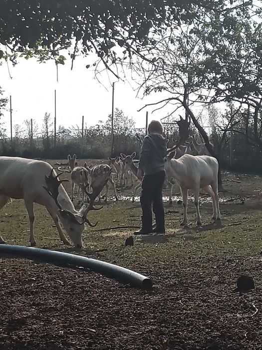 Daniel oswojony młody