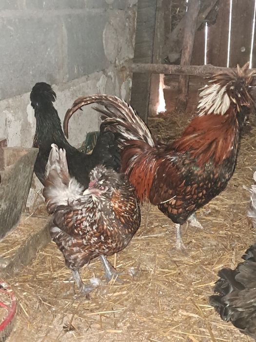 Sprzedam 2 kurki i kogucika