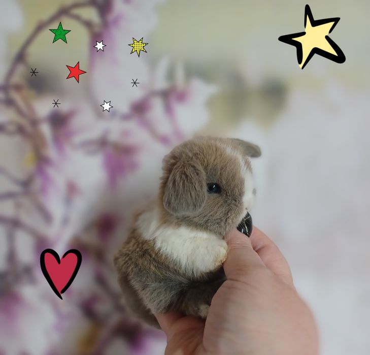 Kroliczki mini lop miniaturka hodowla zarejestrowana