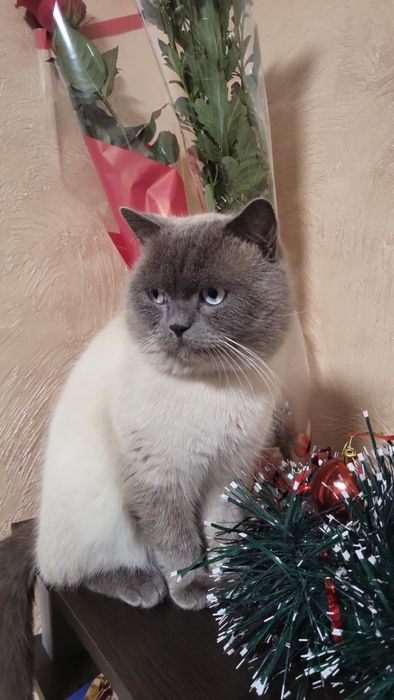 Вязка кошек !Шотланский Скотишь Страйт