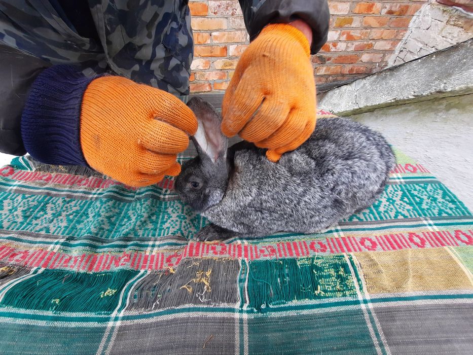 Продам  молодих кролі