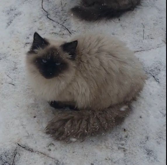 Котята ждут семью.