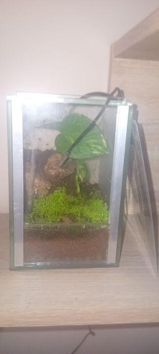 Terarium dla pajaka