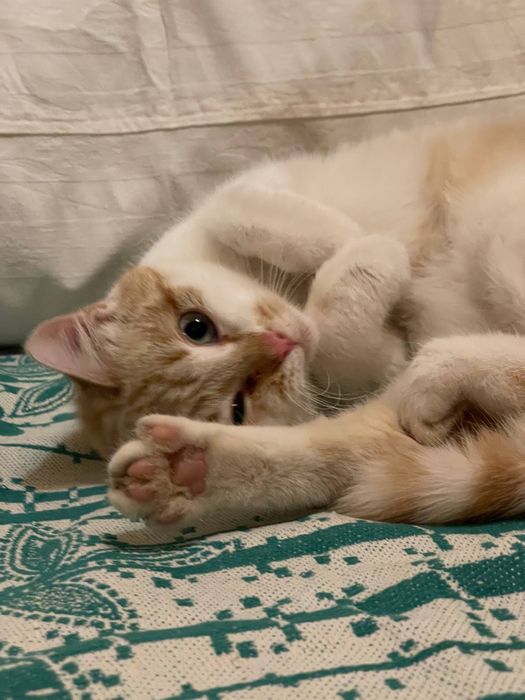 Котенок девочка персикрвая белая голубые глаза