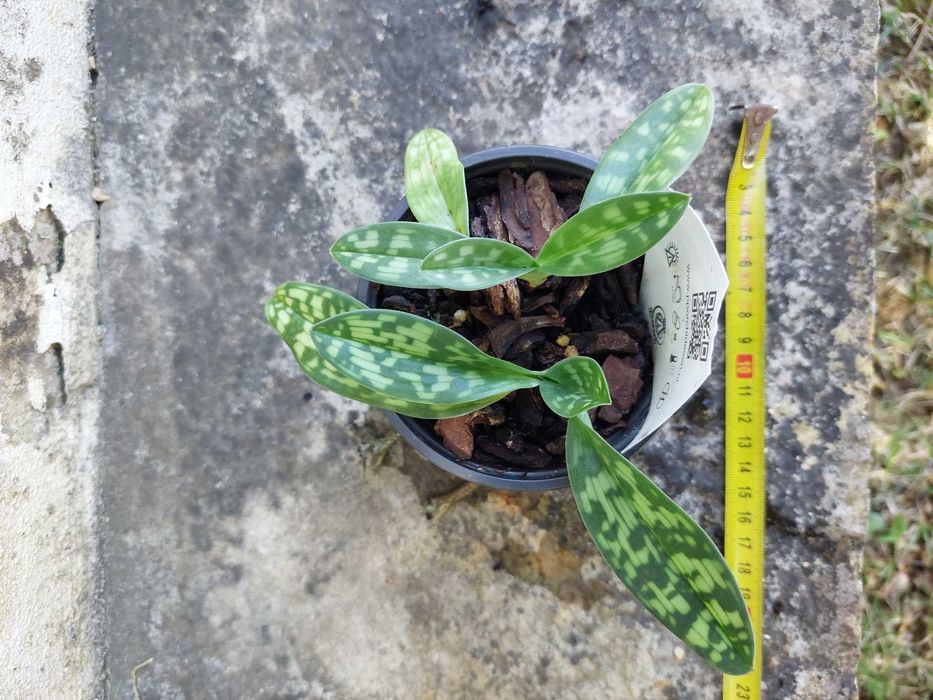 Orquídea paphiopedilum maudiae femma