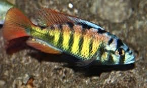 лабидохромис еллоу, анцитрус, цихлиды малави, танганьики, американские