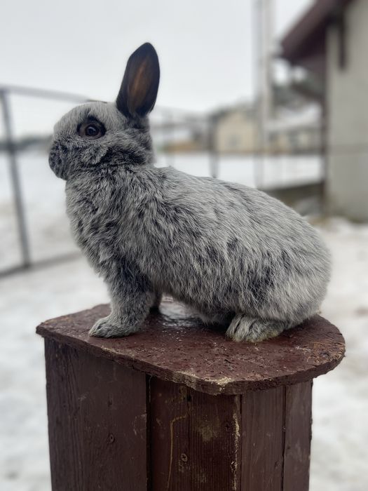 Велике Світле Срібло