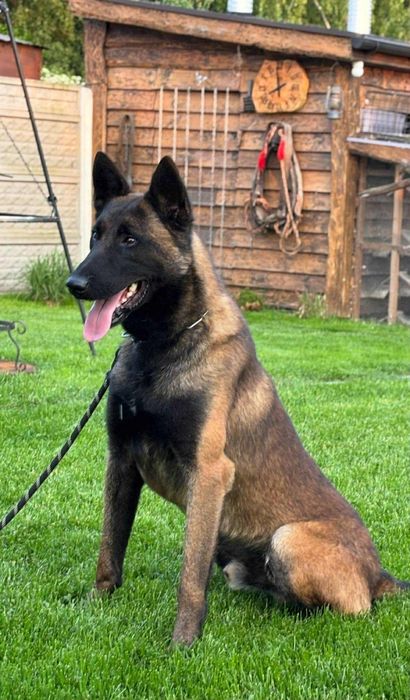 Owczarek Belgijski Malinois piesek