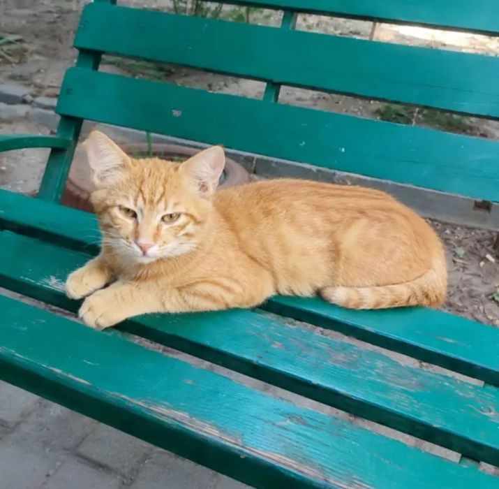 Отдам даром в добрые руки котят