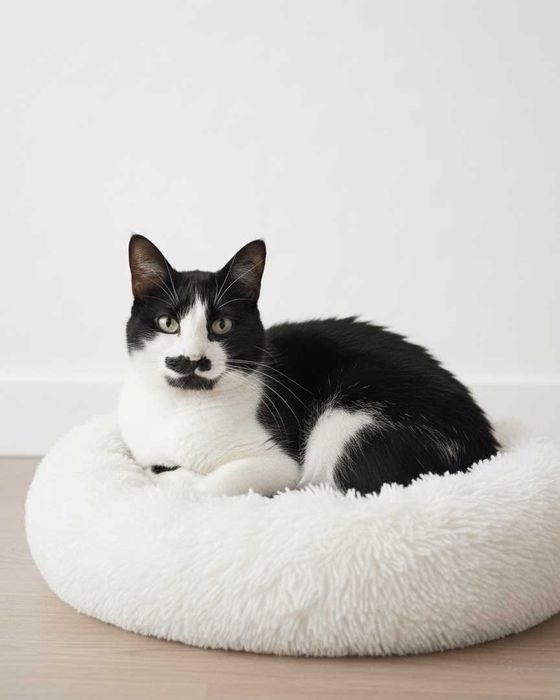 Setúbal / Margem Sul / Lisboa — CHARLIE, gatinho para adoção