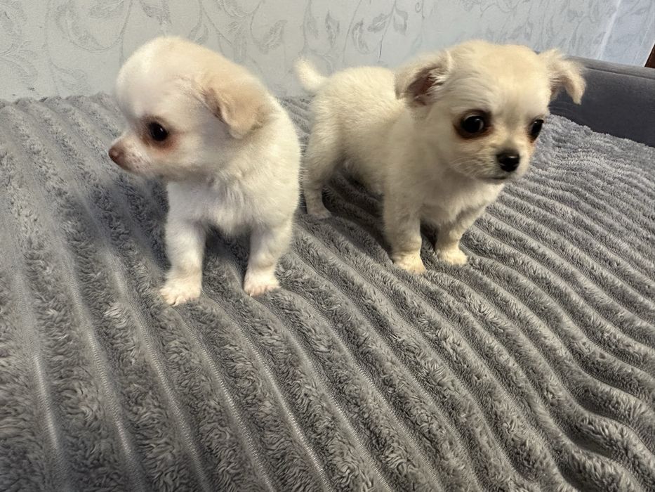 Чихуахуа довгошерстні хлопчики