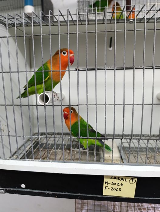 Casal de agapórnis fischeris verdes ancestrais