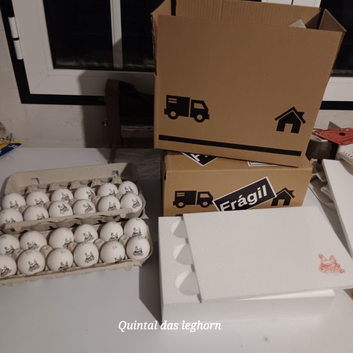 Leghorn Brawn,Isabela, White e Azur