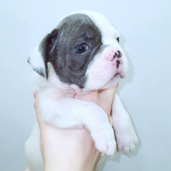 Гарнюні у Харкові