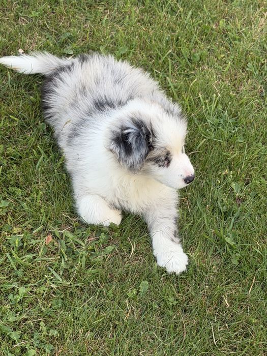 FCI Border Collie