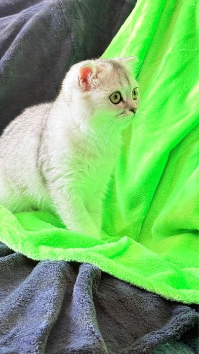 Macho  Scottish fold