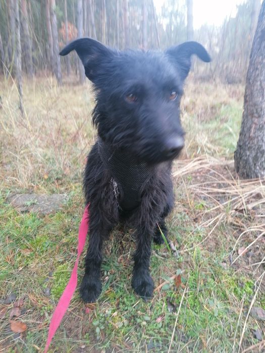 WĘGIELEK młody energiczny piesek szuka domu