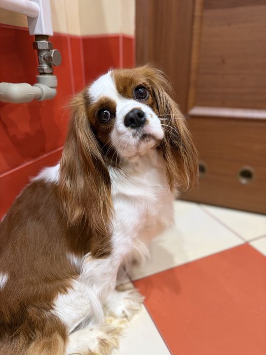Cavalier king charles spaniel Blenheim suczka półtoraroczna