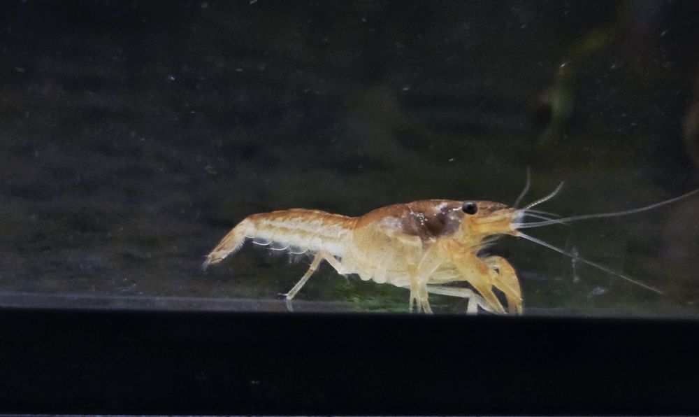 Raczek CPO  (Cambarellus patzcuarensis orange)