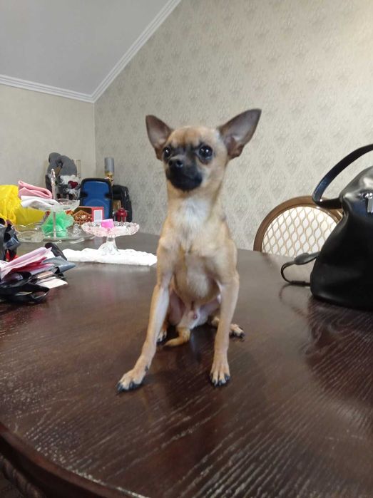 вязка Міні Той Терьер