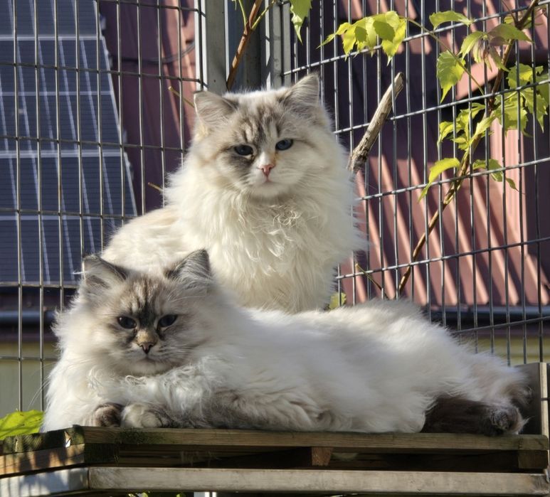 Koteczka syberyjska, neva masquerade