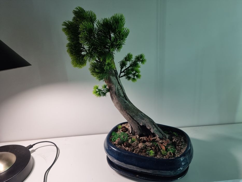 Drzewko   bonsai