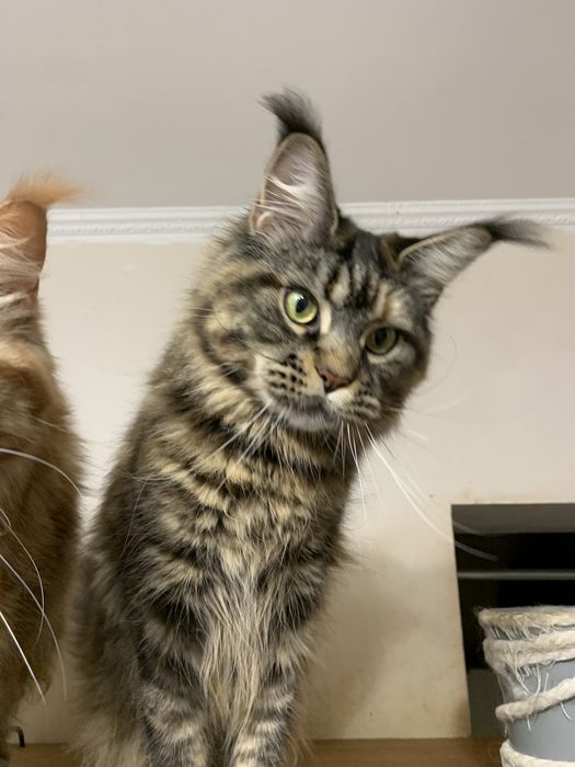 Недорого кішечка мейн-кун з документами