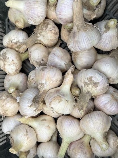 Czosnek ornak 4 kg wysyłka