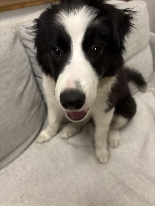 Border Collie do adopcji (ZAREZERWOWANA)