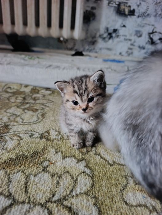 Продам шотландських кошенят