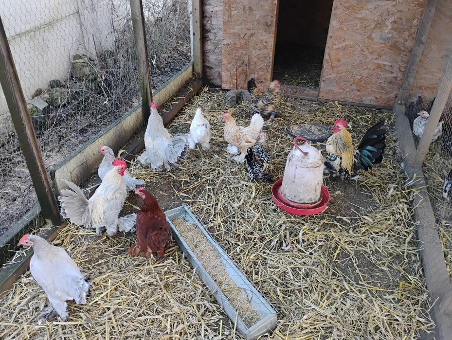 Karzełki Łapciate, JAJA lęgowe