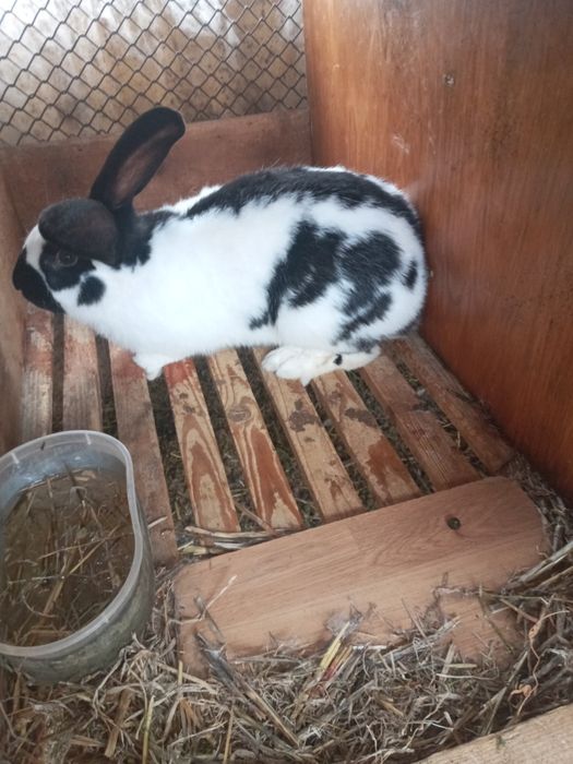 Кролики строкачи продам