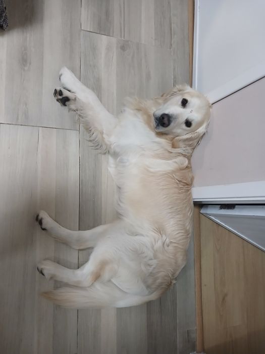 Procuro namorada para Golden macho