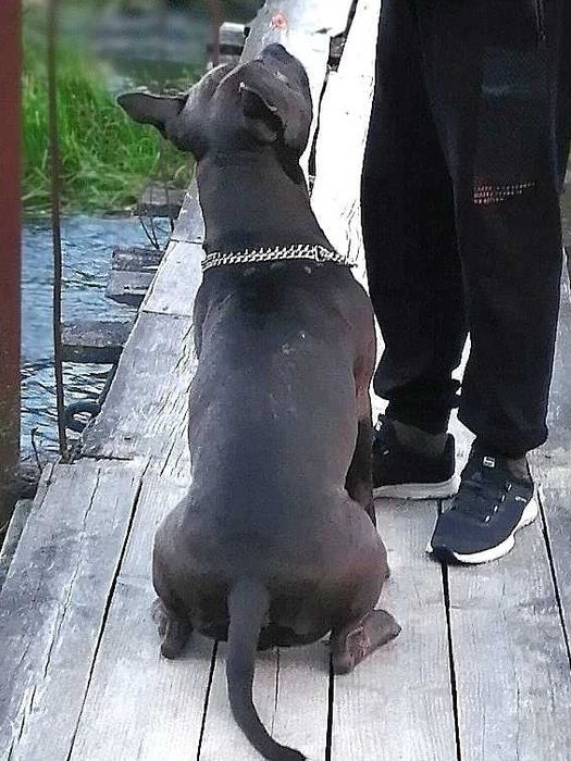 в'язка, амстаф рідкісного блакитного окрасу  чекає на дівчинку